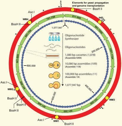 World's First Synthetic Cell With Complete Life Cycle Built From Scratch by University of Minnesota Team
