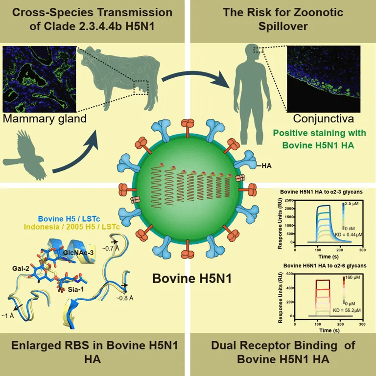Scientists Solve H5N1 Bird Flu Mystery: Why the Virus Attacks Cow Udders Instead of Lungs